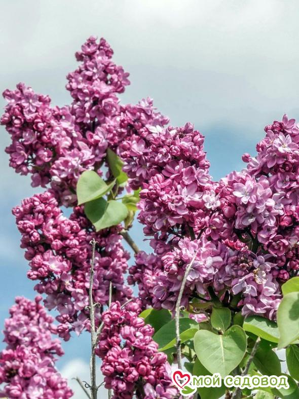 Сирень "Поль Тирион" (Paul Thirion)