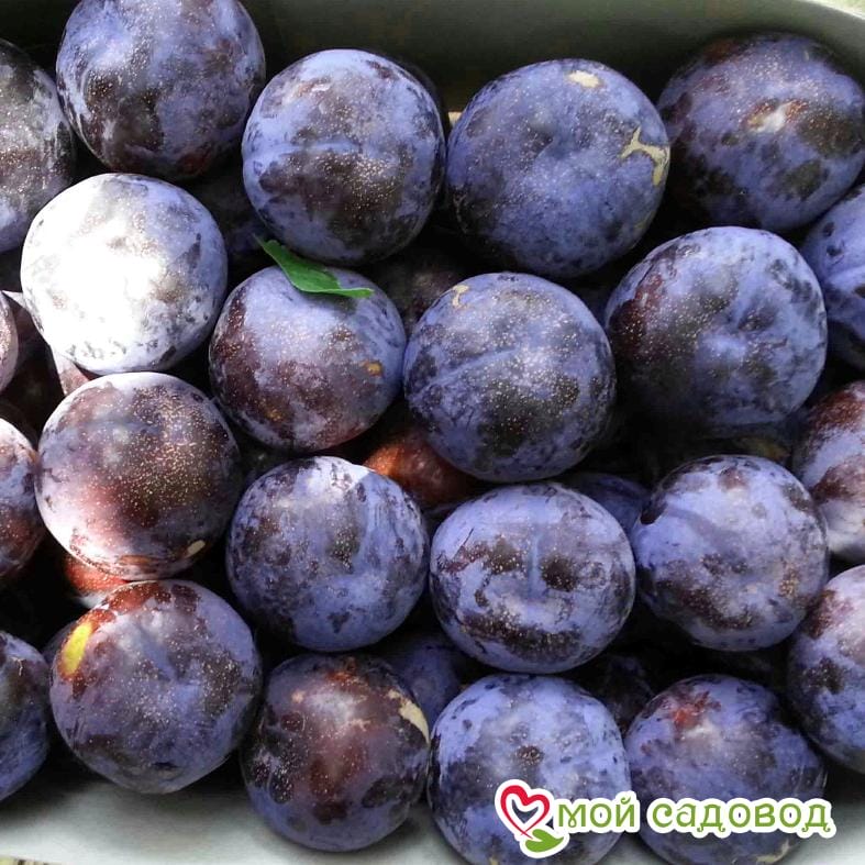 Слива Богатырская