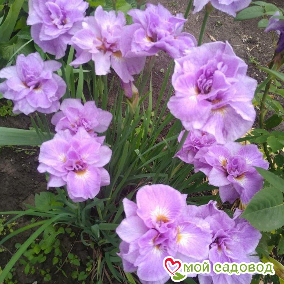 Ирис сибирский Пинк Парфейт